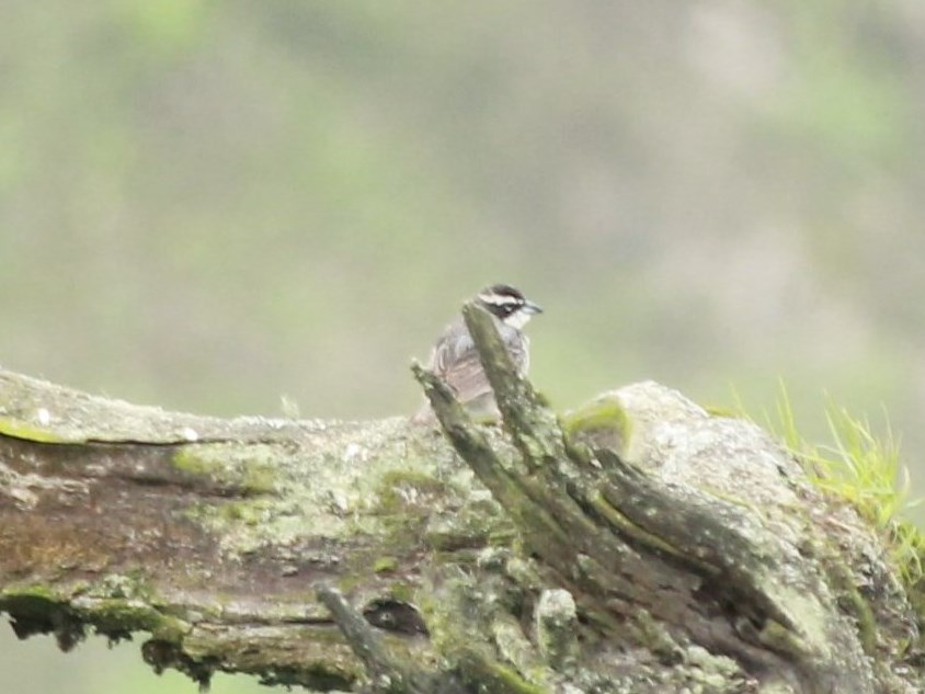 Foto Monterita Collareja