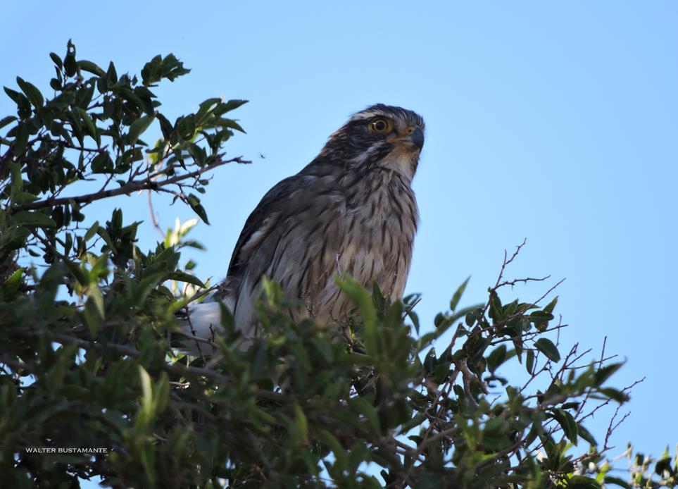 Foto Halconcito Gris