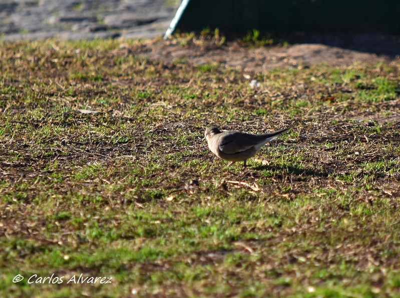 Foto Torcacita Común