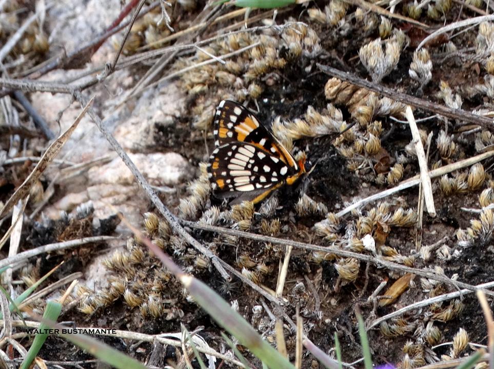 Foto Cuello-rojo Naranja