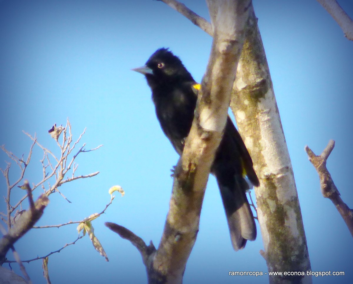 Foto Boyero Ala Amarilla