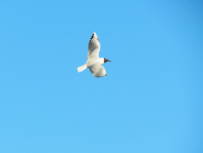 Photo Gaviota Capucho Café