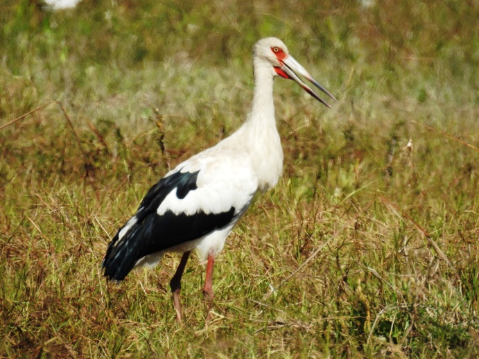 Photo Cigüeña Americana