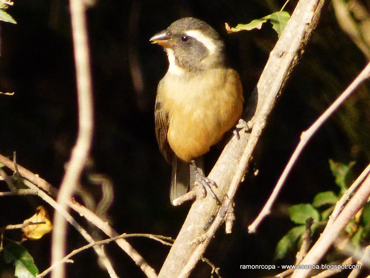 Photo Pepitero de Collar