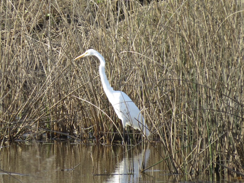 Foto Garza Blanca