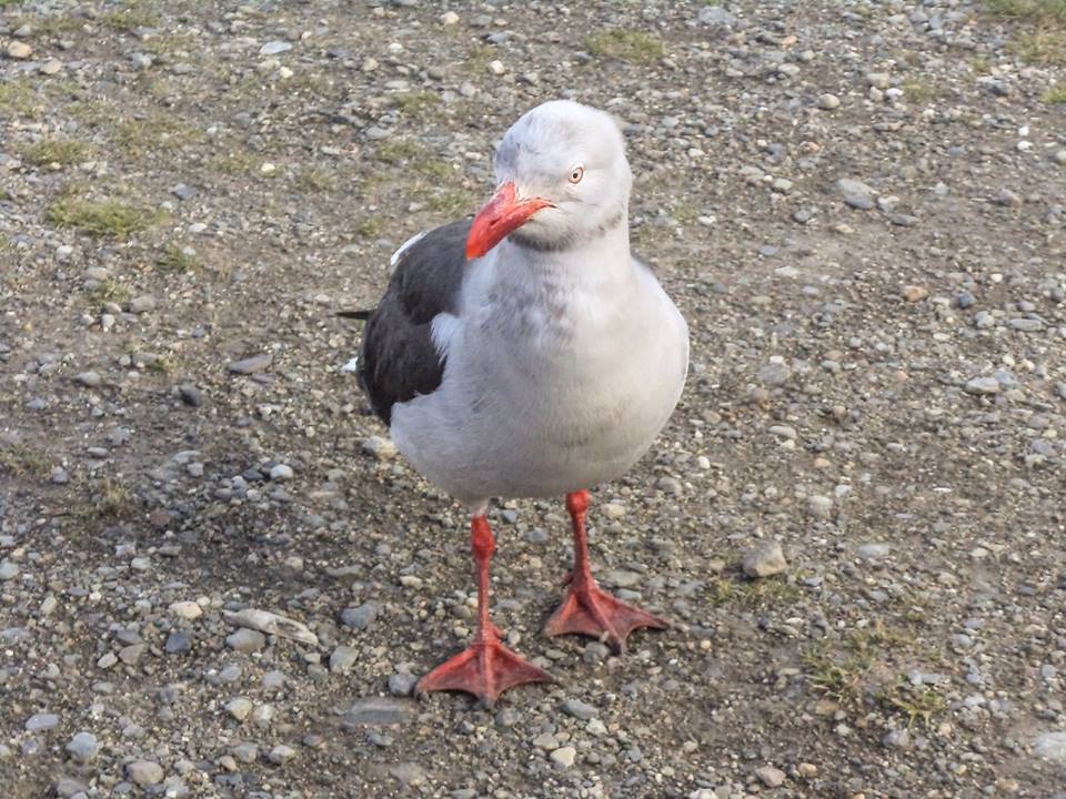 Foto Gaviota Gris