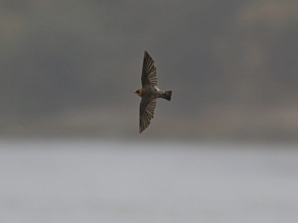 Foto Golondrina Cabeza Rojiza