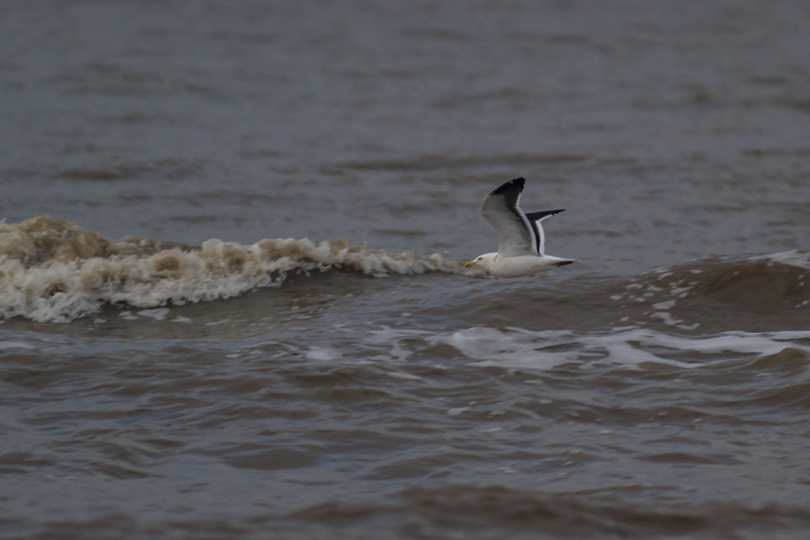 Photo Gaviota Cocinera