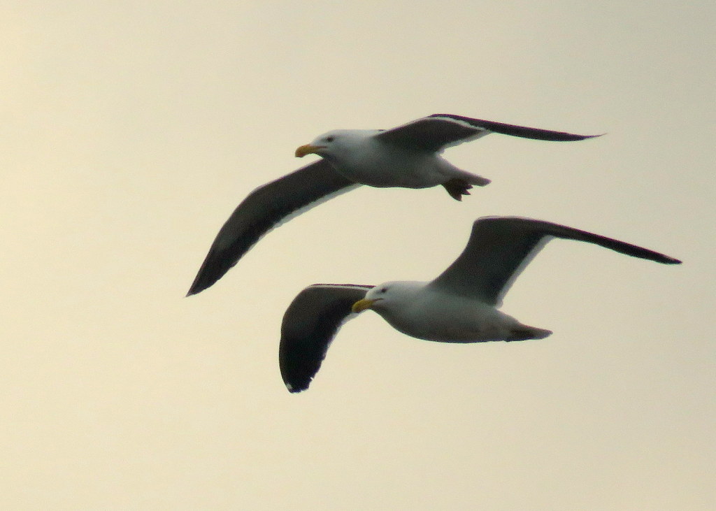 Photo Gaviota Cocinera