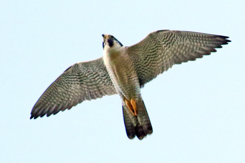 Foto Halcón Peregrino