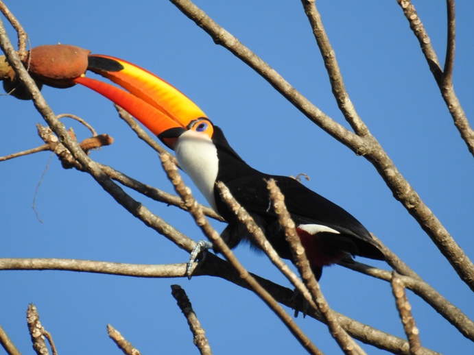 Foto Tucán Grande