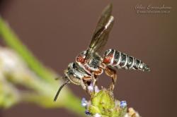 (Coelioxys sp.)