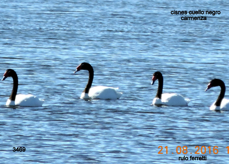 Foto Cisne Cuello Negro