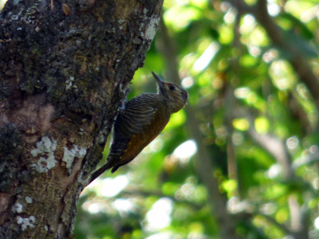 Foto Carpintero Oliva Yungueño