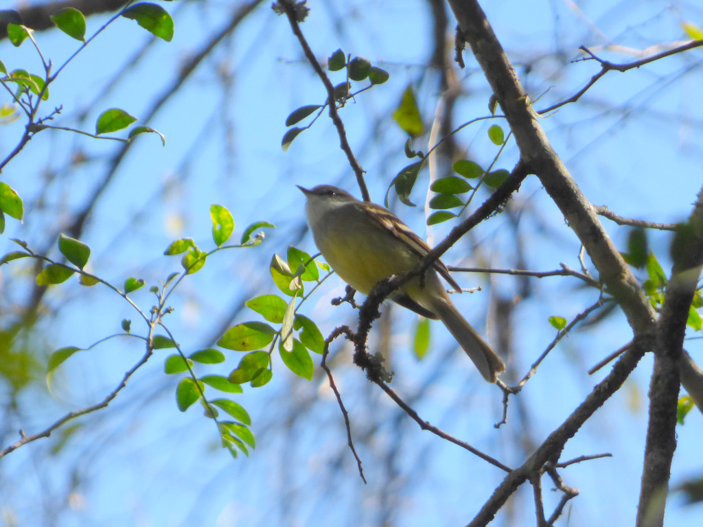 Foto Piojito Gargantilla
