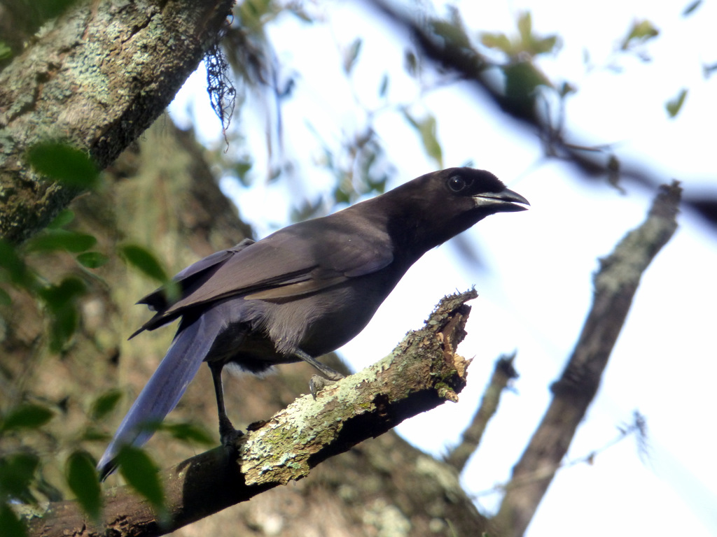 Foto Urraca Morada