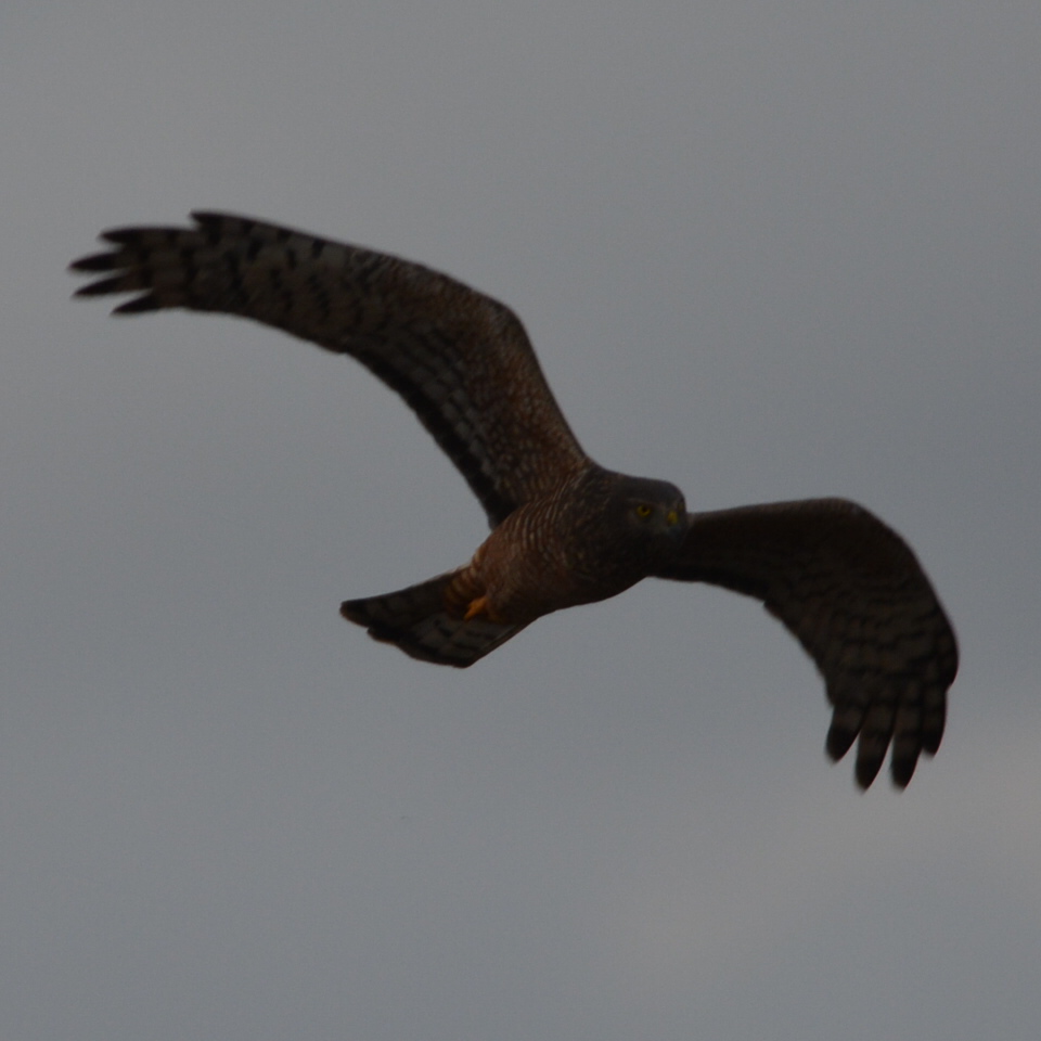 Photo Gavilán Ceniciento