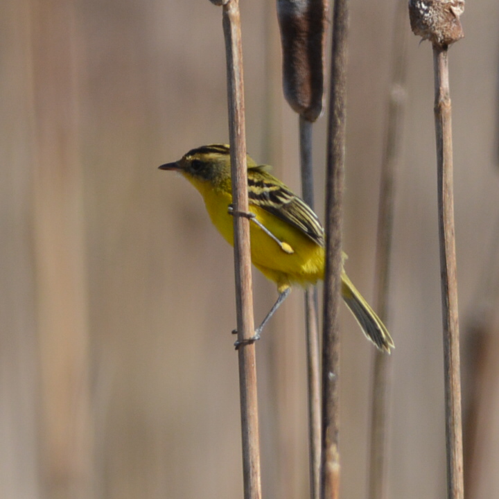 Foto Doradito Copetón