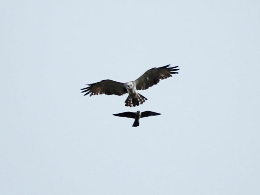 Foto Culebrera Europea