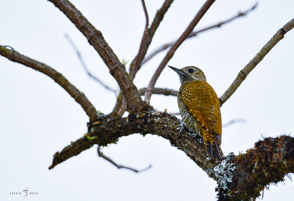 Photo Carpintero Oliva Yungueño