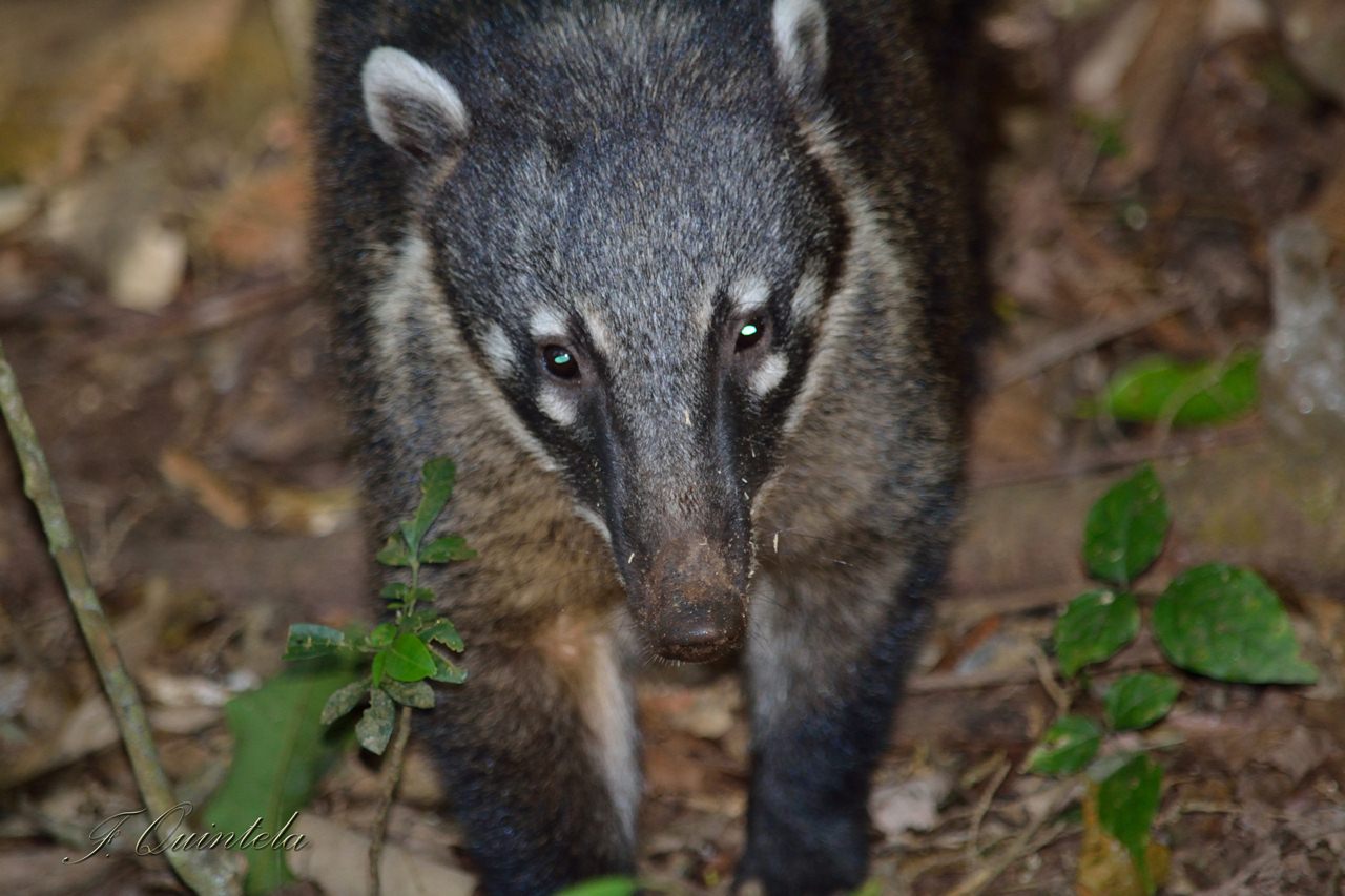 Photo Coatí