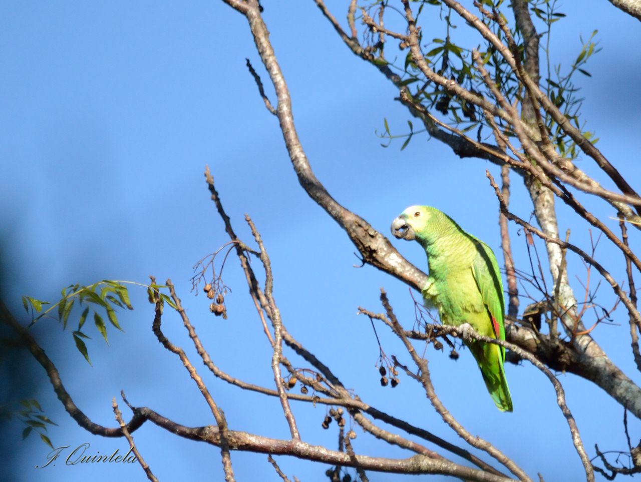 Photo Loro Hablador