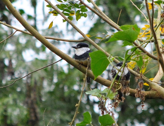 Foto Chacurú Grande
