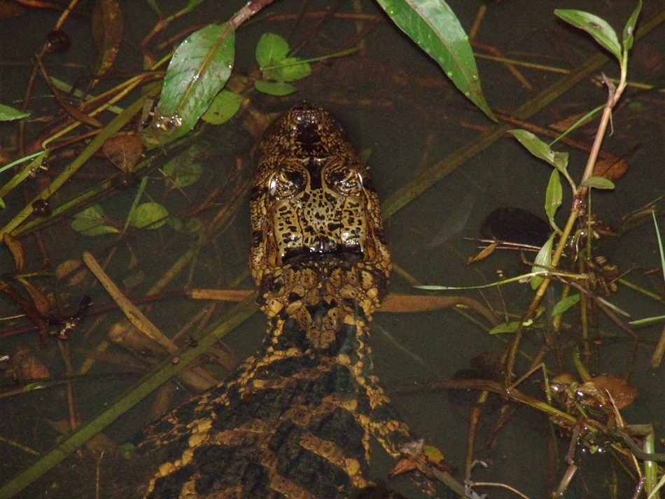 Foto Yacaré Overo