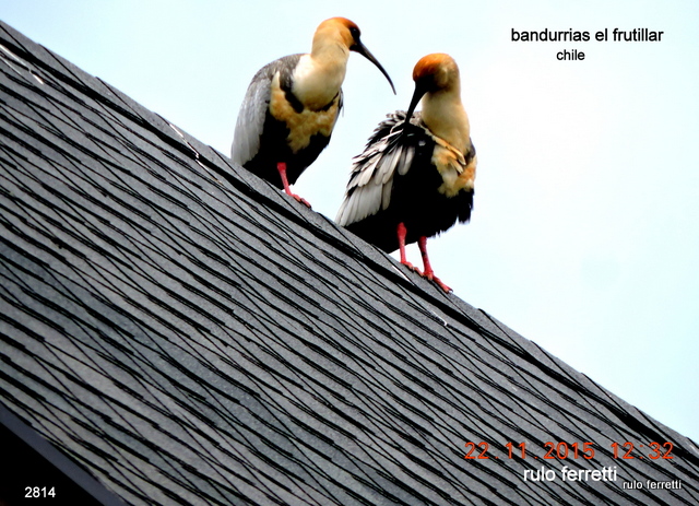 Foto Bandurria Austral