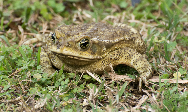 Photo Sapo Común