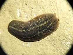  (Phyllocaulis soleiformis)