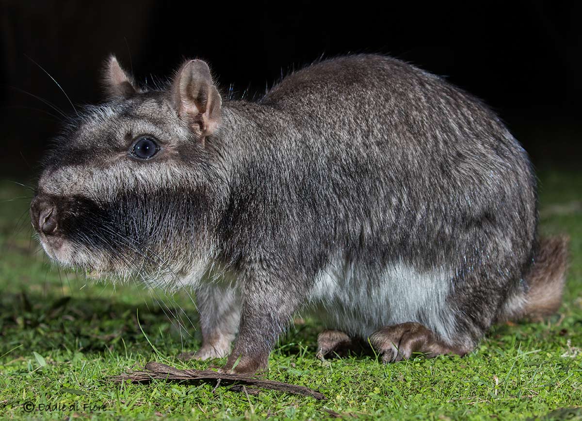 Foto Vizcacha