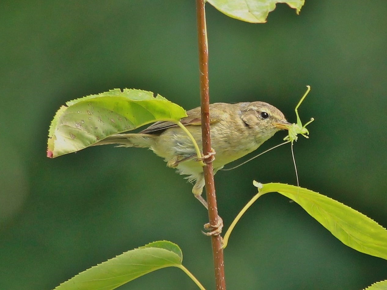 Foto Mosquitero Común