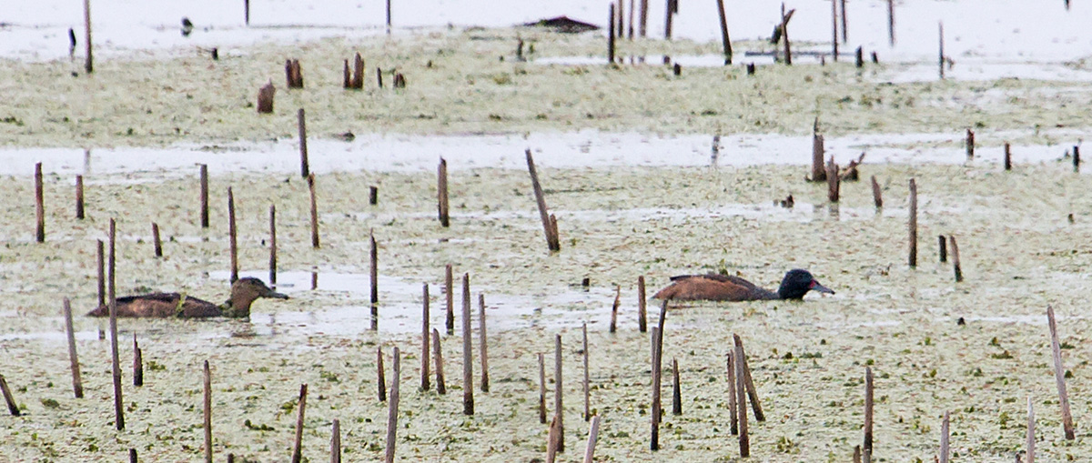 Foto Pato Cabeza Negra