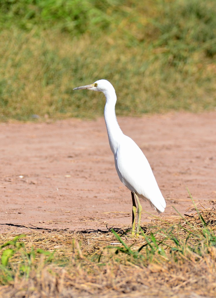 Foto Garza Blanca