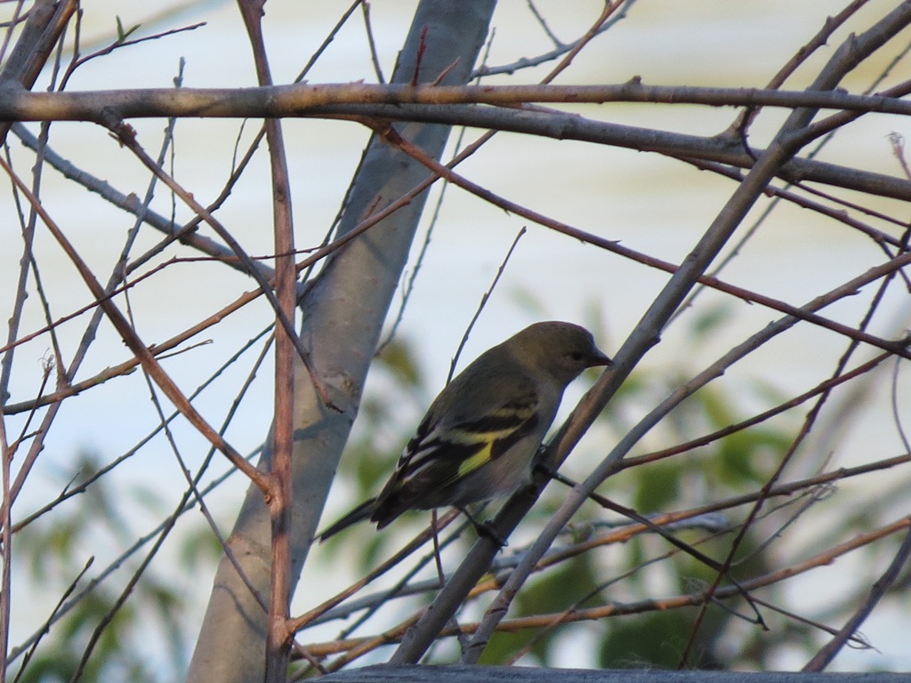 Foto Cabecitanegra Común