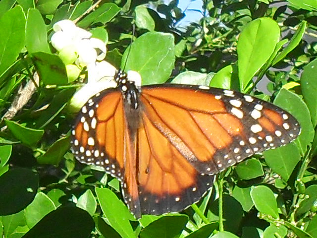Foto Monarca del Sur