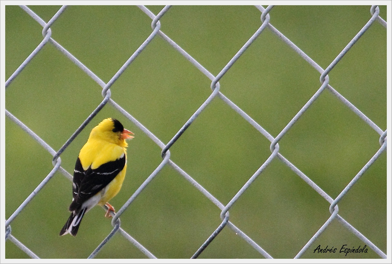 Foto Jilguero Canario