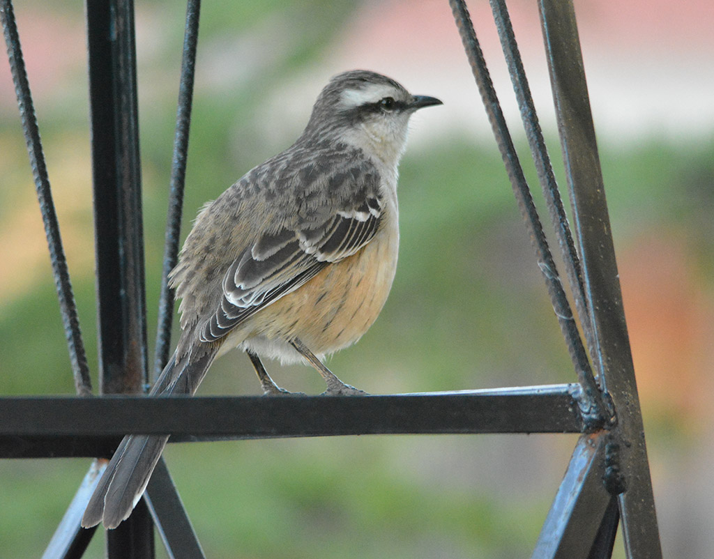 Foto Calandria Grande