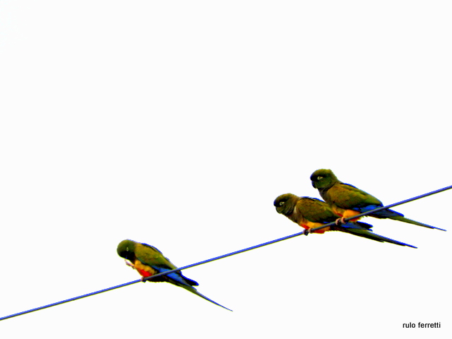 Foto Loro Barranquero