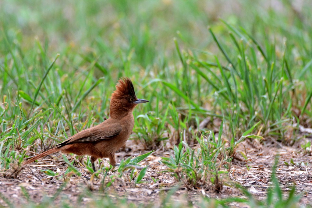 Foto Cacholote Castaño