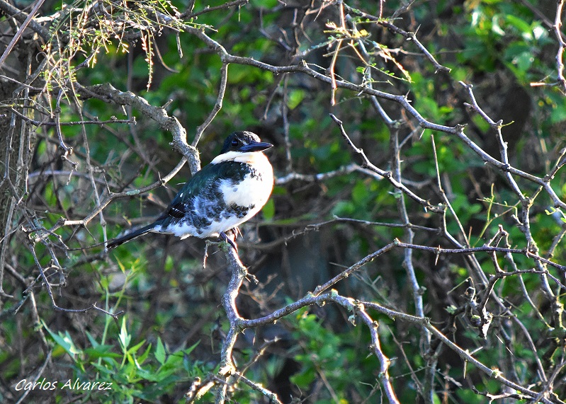 Foto Martín Pescador Chico