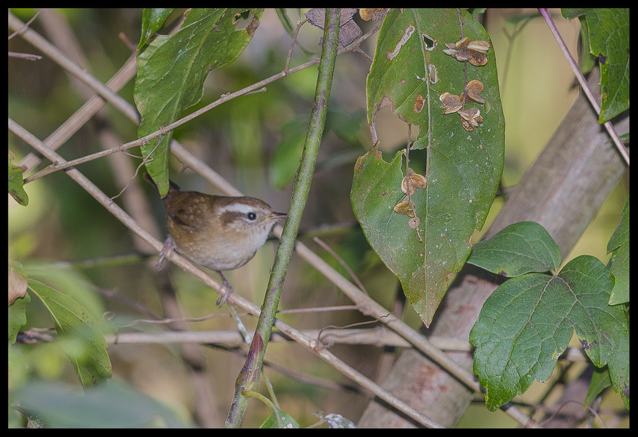 Photo Ratona Ceja Blanca