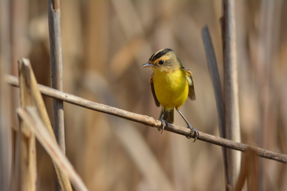 Foto Doradito Copetón