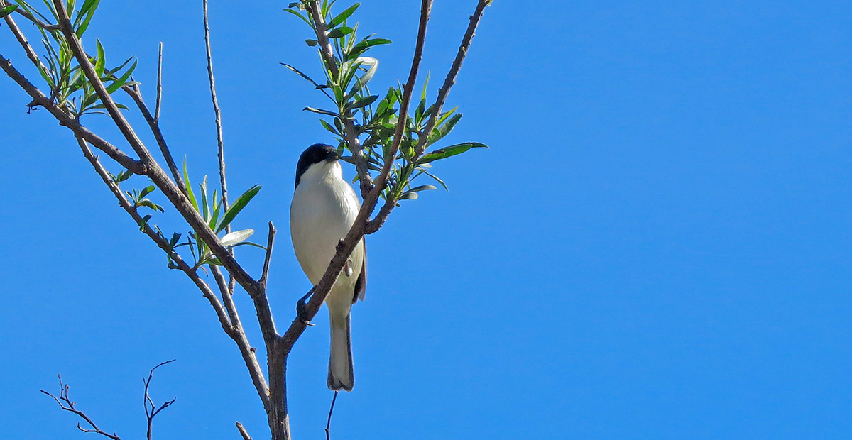 Photo Monterita Cabeza Negra