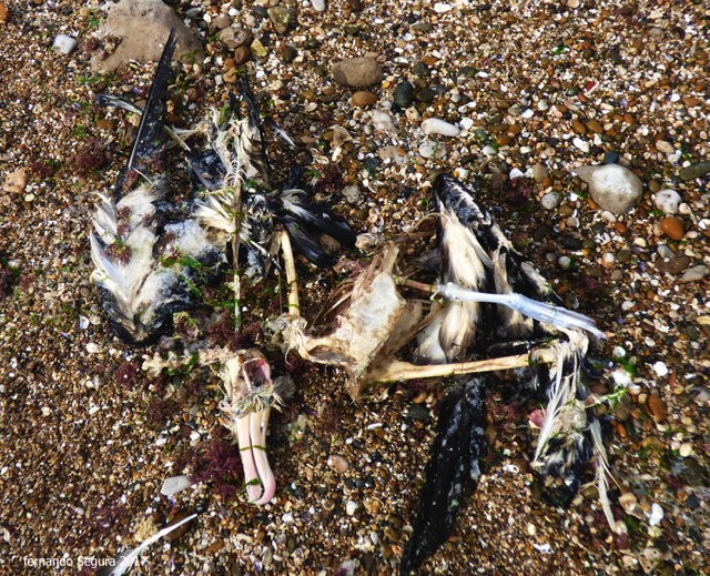 Photo Albatros Ceja Negra