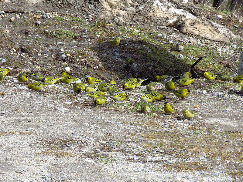 Foto Cabecitanegra Austral
