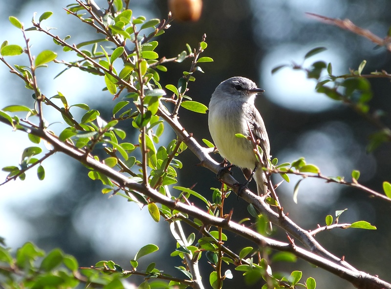 Foto Piojito Trinador