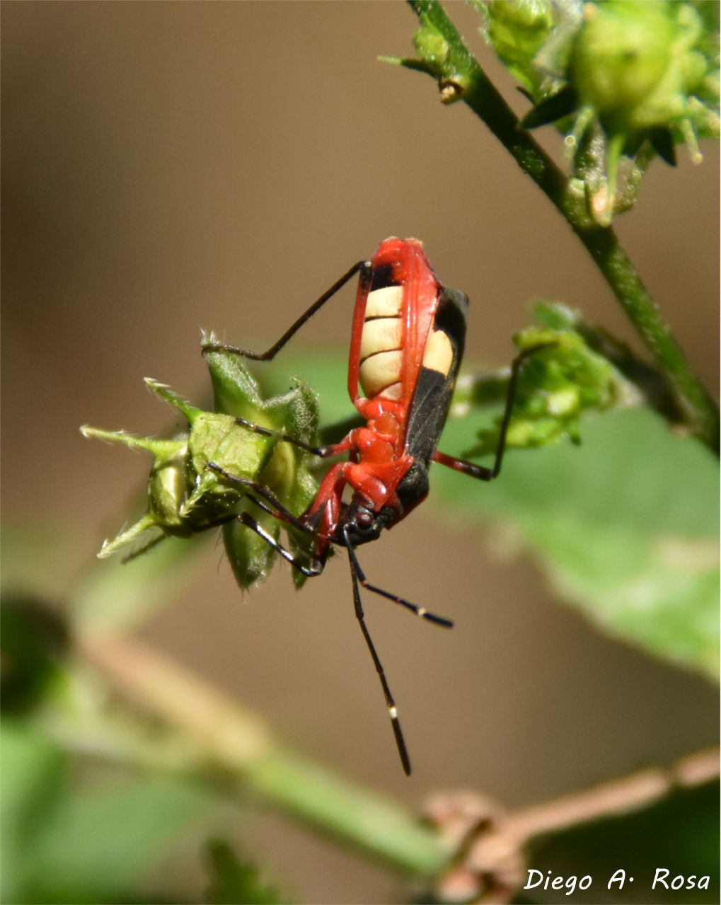 Foto Chinche Tricolor