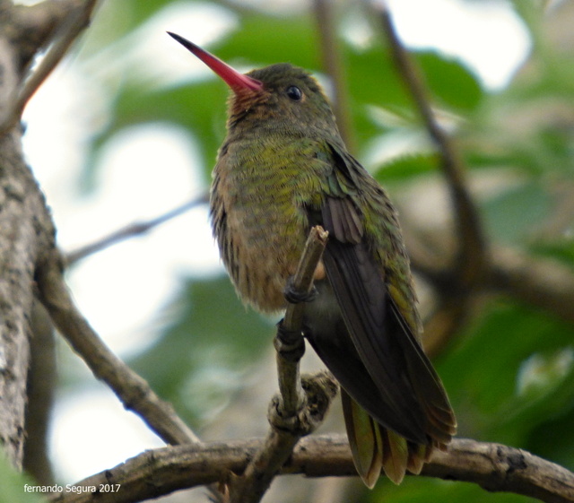 Foto Picaflor Bronceado